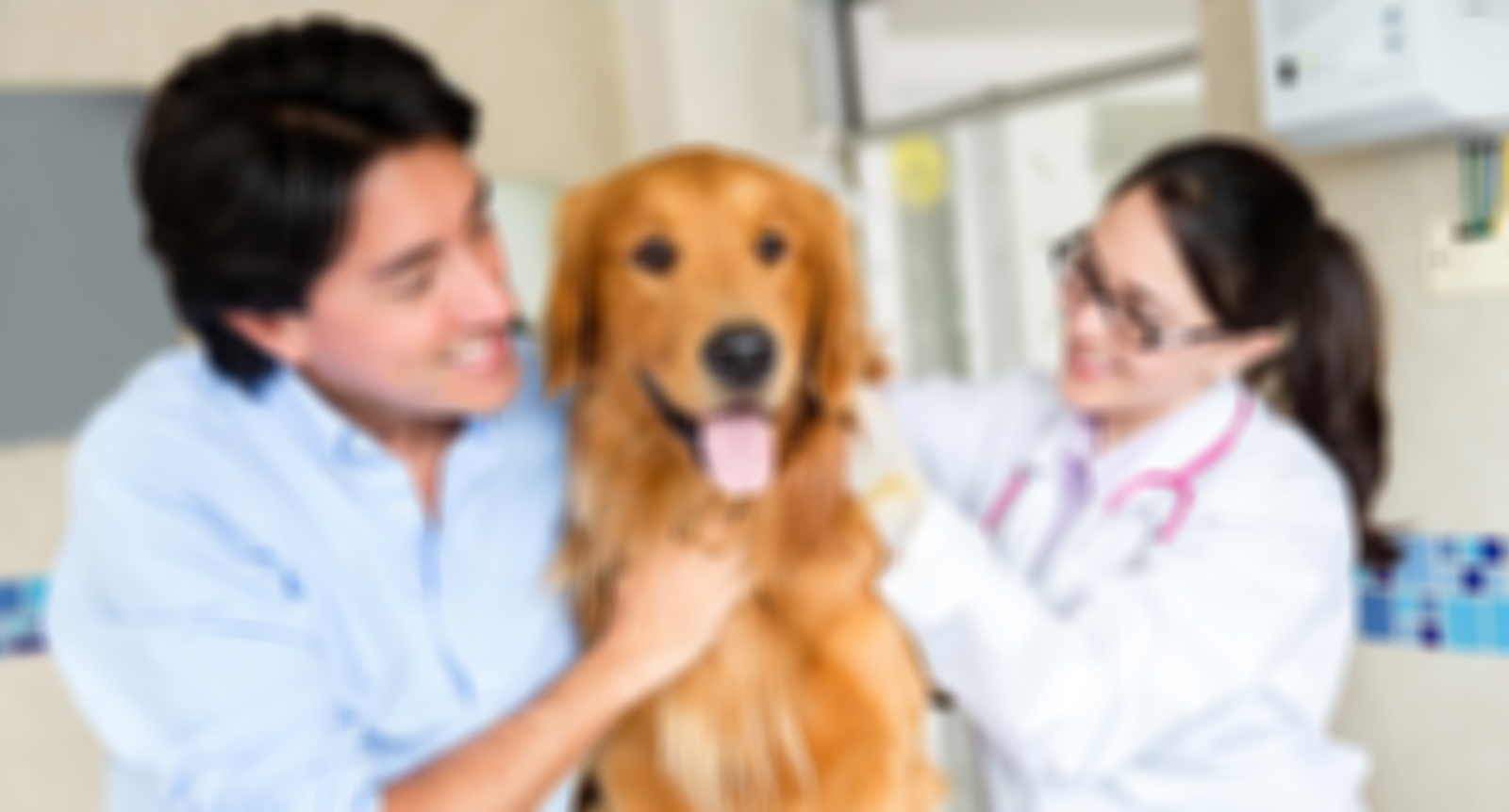 מרכז וטרינרי ד"ר יעל מנור מאירוביץ - מרפאה וטרינרית , קיצי - פנסיון חתולים יוקרתי ומספרה לכלבים וחתולים